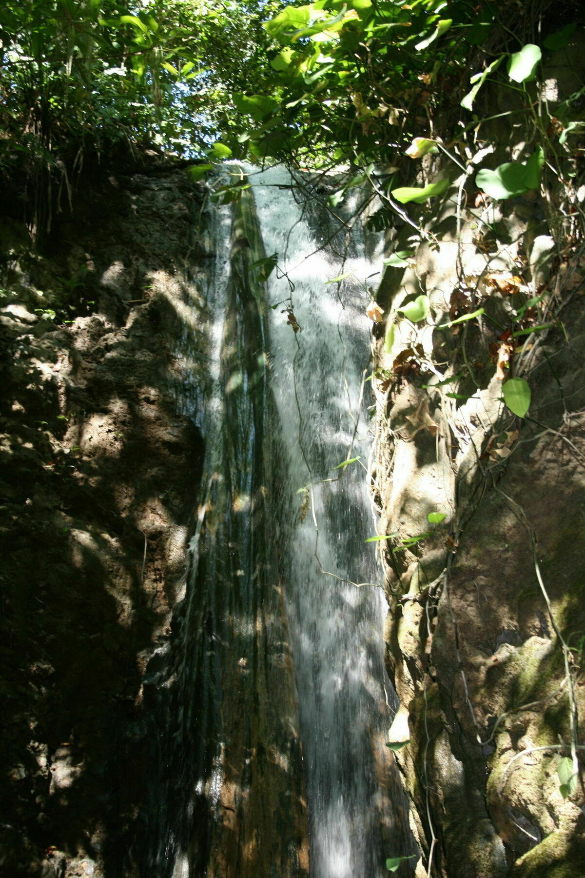 Bosque Del Cabo Rain Forest Lodge Puerto Jiménez Esterno foto